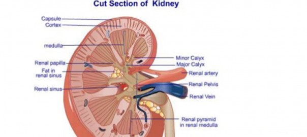 Acute Renal Failure Causes and Symptoms